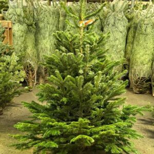 Wholesale Christmas Trees Pallet from A&E Pallet Sales