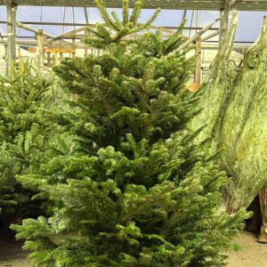 Wholesale Christmas Trees Pallet from A&E Pallet Sales, image 2
